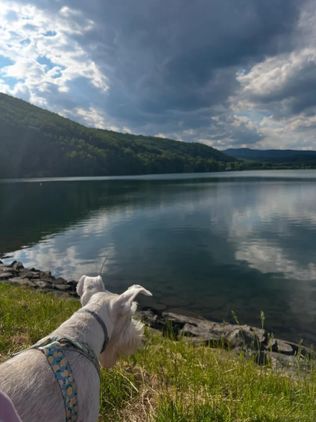 Dobre nám je 👫🫶🏻🐶☀️🙏
.
.
.
#relaxtime #dogtimeisthebesttime🐕🐾